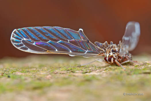 Iridescence Insect Wing