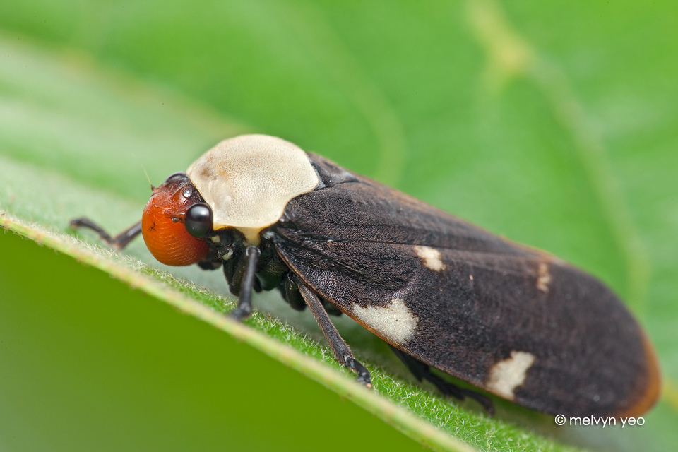 Froghopper