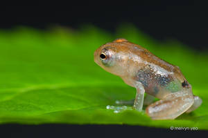 Transulcent frog 2