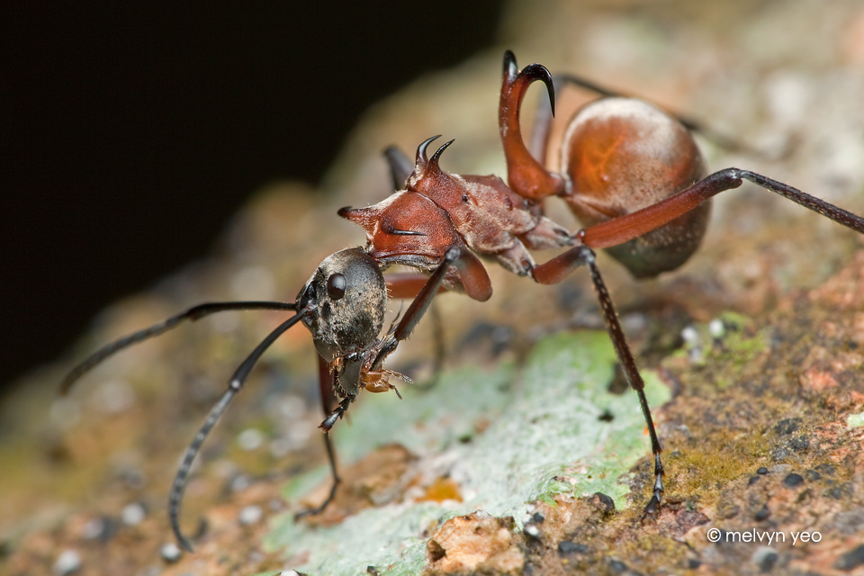 Fish-hook ant (Polyrhachis bihamata)
