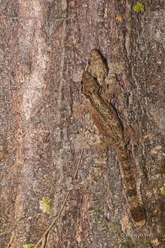 Kuhl's Flying Gecko (Ptychozoon kuhli)