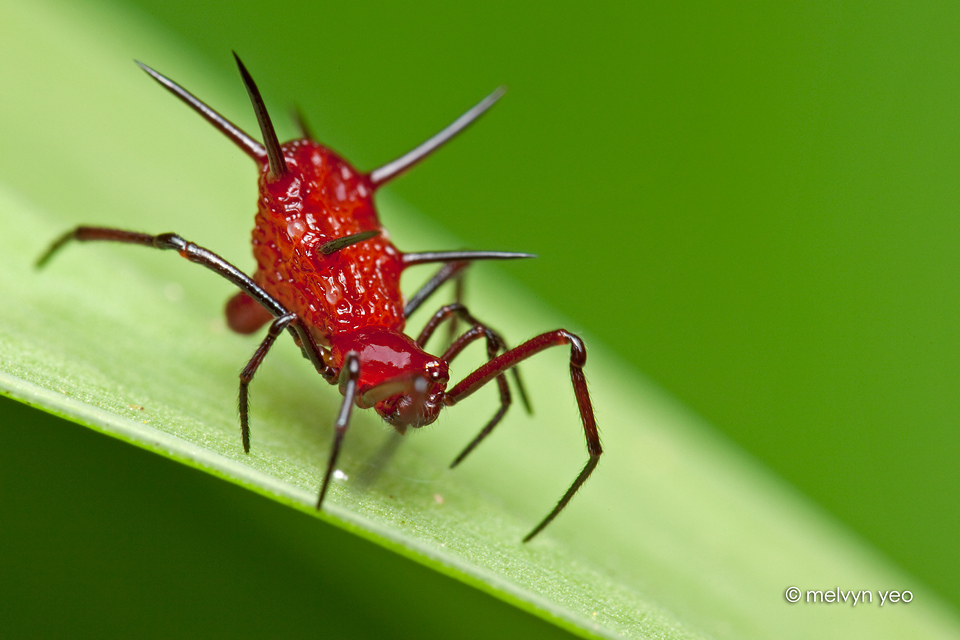 Phoroncidia sp (Theridiidae)