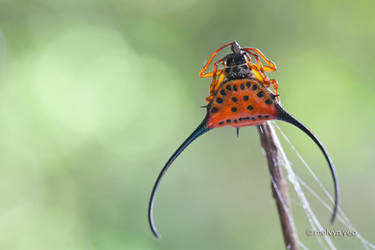 Gasteracantha Arcuata (Curved Spiny Spider)