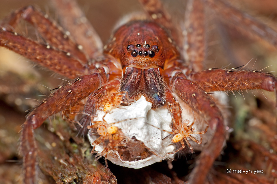 Huntsman with Babies