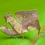 Leaf mimic Grasshopper