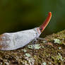 Pyrops sultana