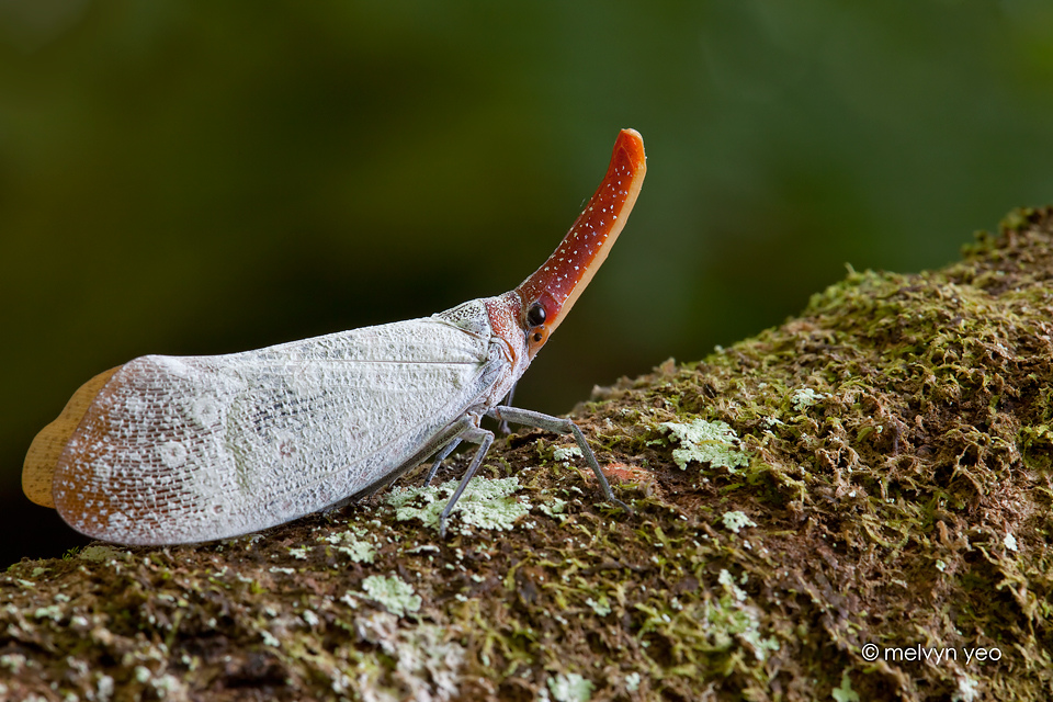 Pyrops sultana