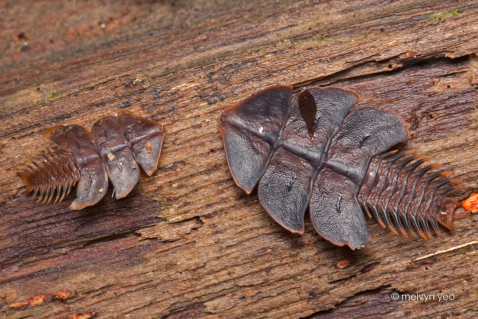 Trilobite Beetle