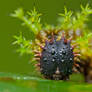 Spiky Caterpillar 2