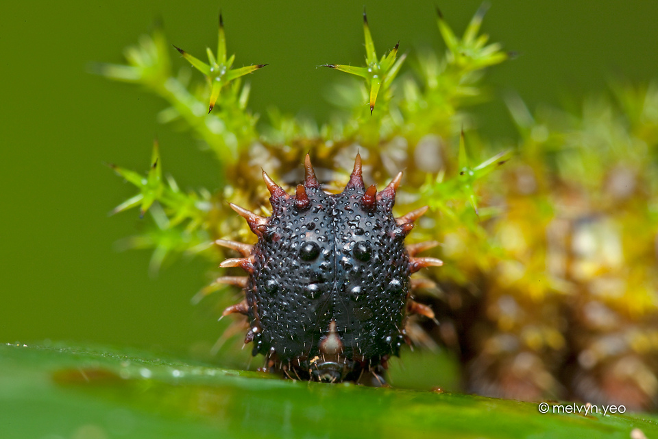 Spiky Caterpillar 2