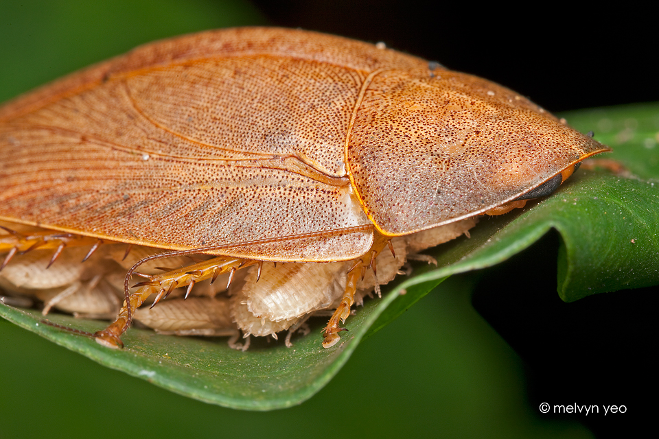 Mother Cockroach