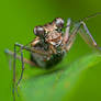 Tiger beetle