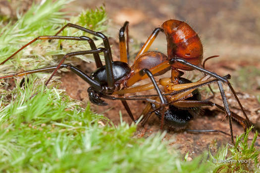 Zodiariidae Ant Mimicking Spider