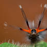 Hairy Caterpillar