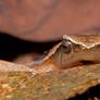 Black-spotted sticky frog