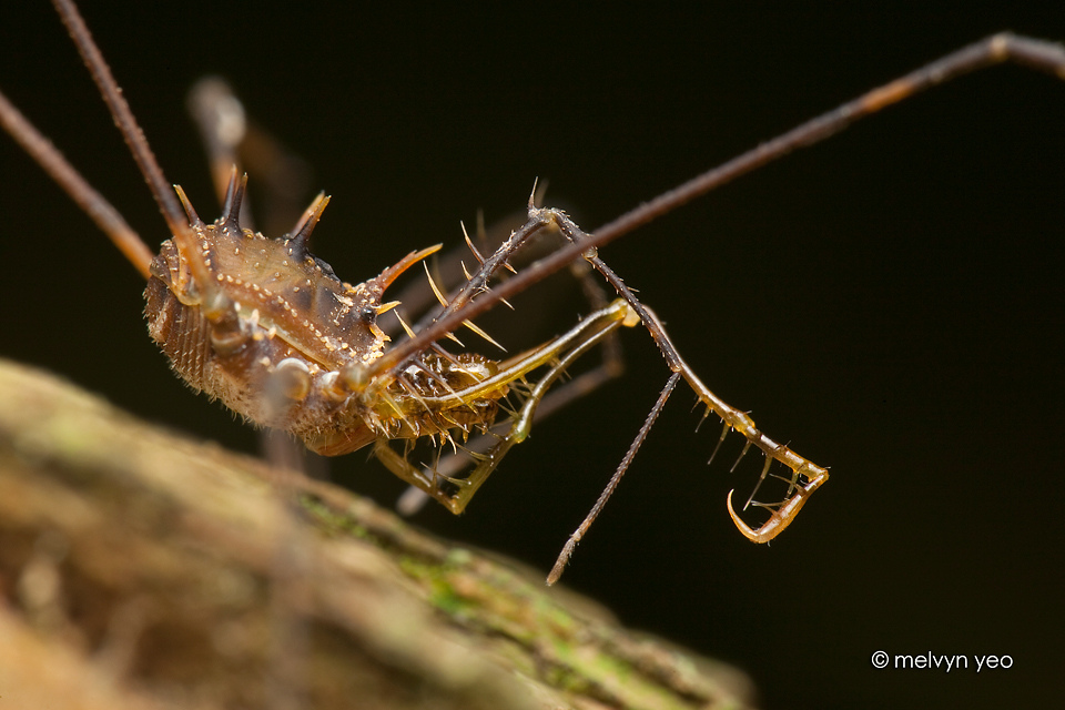 Spiky Harvestman