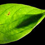 Leaf mimic Katydid (Chondroderella borneensis)