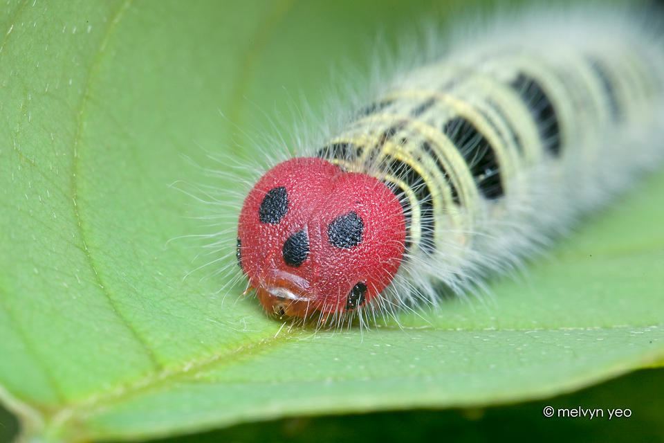 Common Awl Larva
