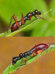 Batesian mimicry by melvynyeo