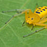 Eight Spotted Crab Spider