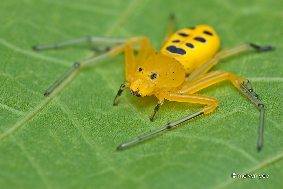 Eight Spotted Crab Spider