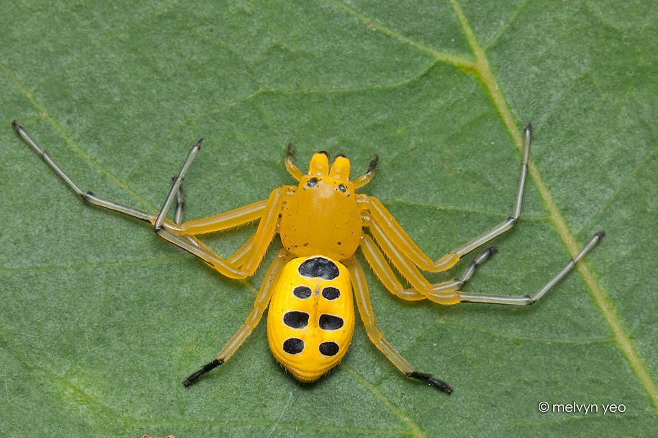 Eight Spotted Crab Spider by melvynyeo on DeviantArt