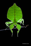 Leaf insect by melvynyeo