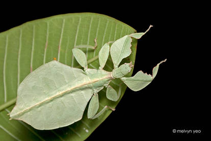 Leaf insect