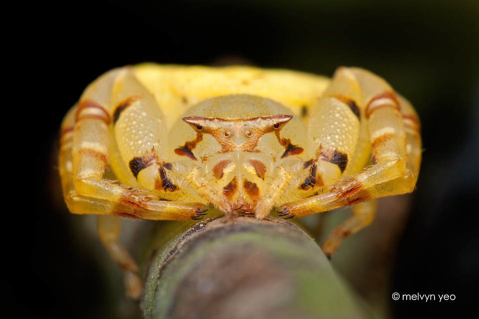 Crab Spider