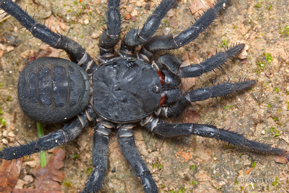 Black Armoured Trapdoor Spider