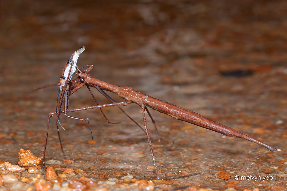 Water stick-insect