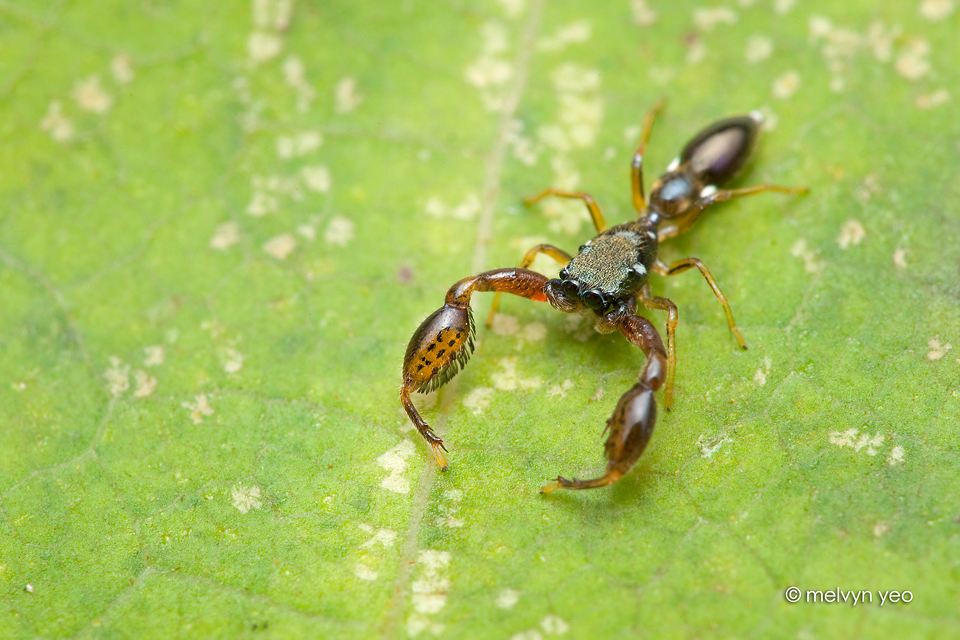 Pseudoscorpion Mimicking Spider