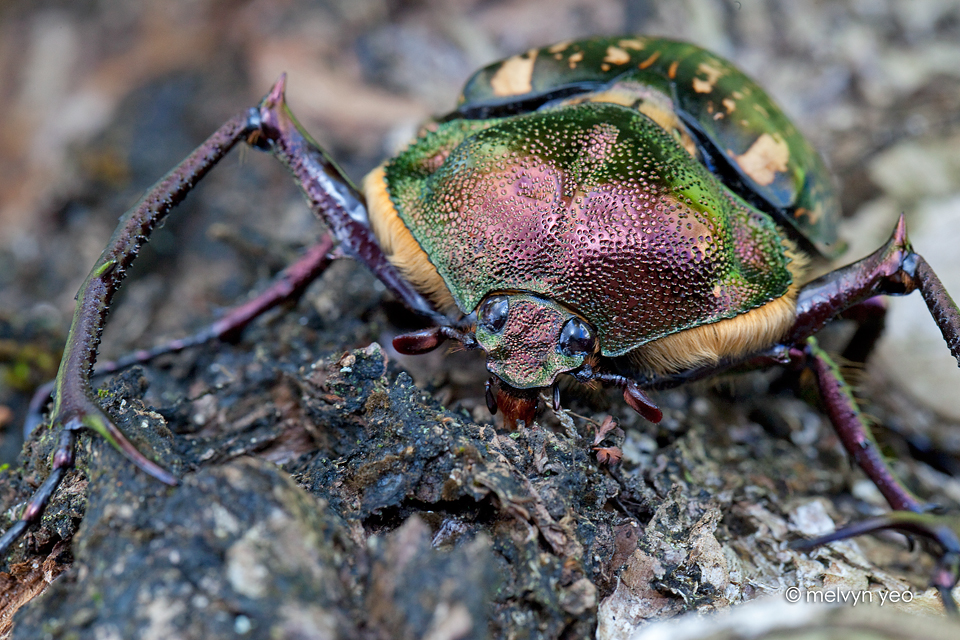 Male long-armed scarabs
