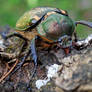 Female long-armed scarabs