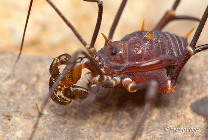 Harvestman Animation