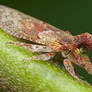 Flat-head Leafhopper