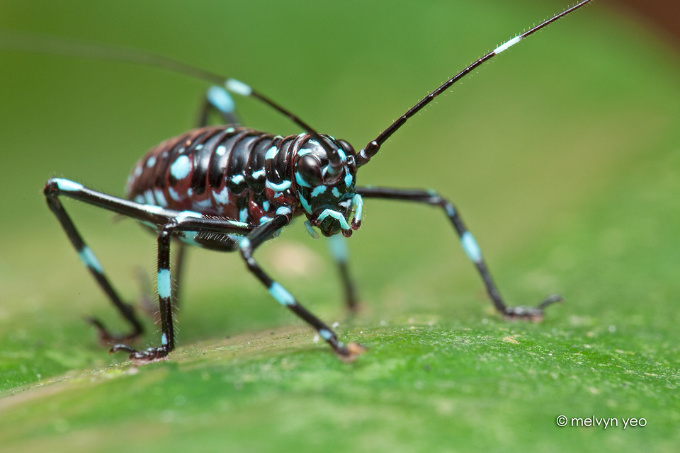 Turquoise blue katydid nymph