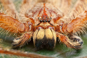 Orange Huntsman