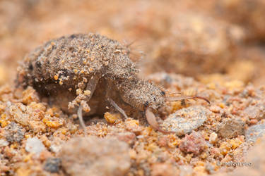 Antlion Larva