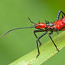 Coreidae Nymph