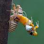 Moulting Black and Golden Cicada -Huechys fusca