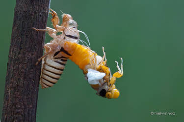 Moulting Black and Golden Cicada -Huechys fusca by melvynyeo