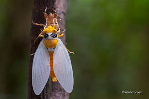 Black and Golden Cicada -Huechys fusca
