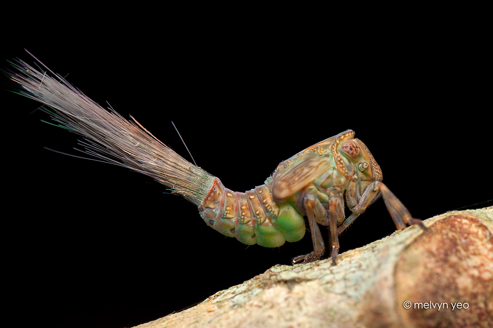 Hopper Nymph