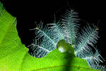 Malay baron caterpillar by melvynyeo