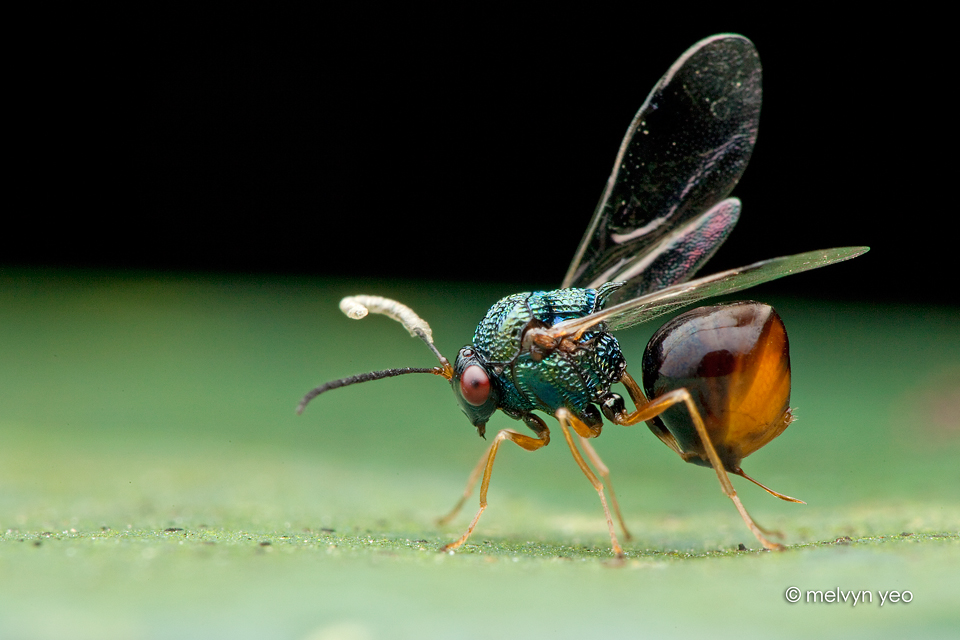 Eucharitid Wasps