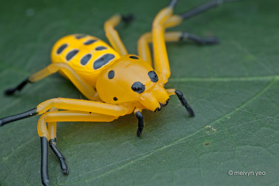 Eight Spotted Crab Spider