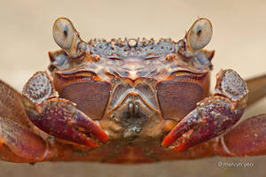 Mangrove crab