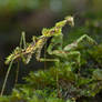 Majangella moultoni, Moss Mantis