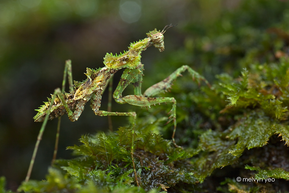 Majangella moultoni, Moss Mantis